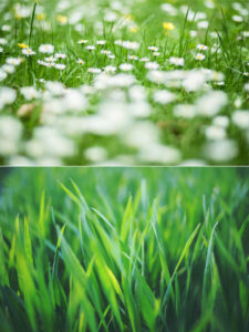 Fiesta weed killer is effective against broadleafe weeds; picture shows top half covered in weeds and bottom picture is green healthy lawn